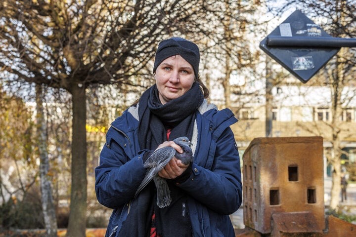 Vorschaubild zum Bericht: TAG 24, Er schnürt den Vögeln die Beinchen zusammen: Tierschützer jagen fiesen Tauben-Killer