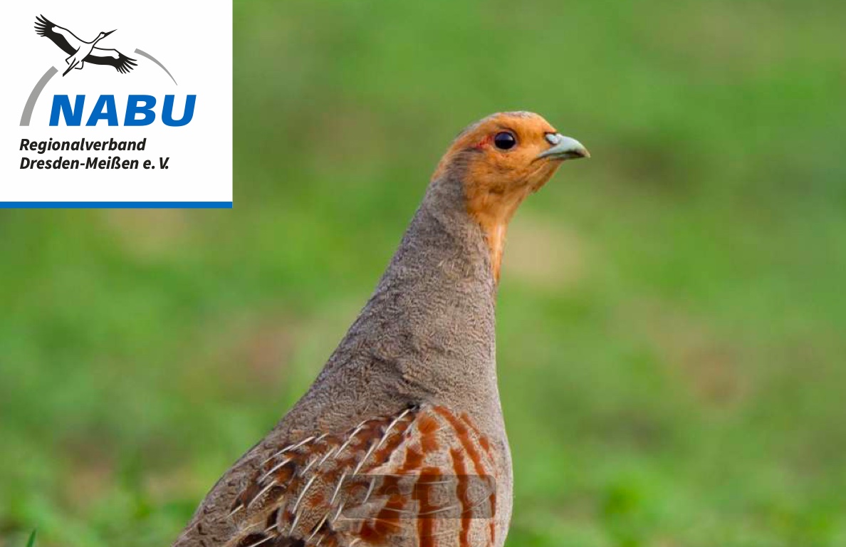 Vorschaubild zum Bericht: NABU Jahresprogramm 2026, Programme unserer Partner: Stadttauben-Initiative Dresden e. V.