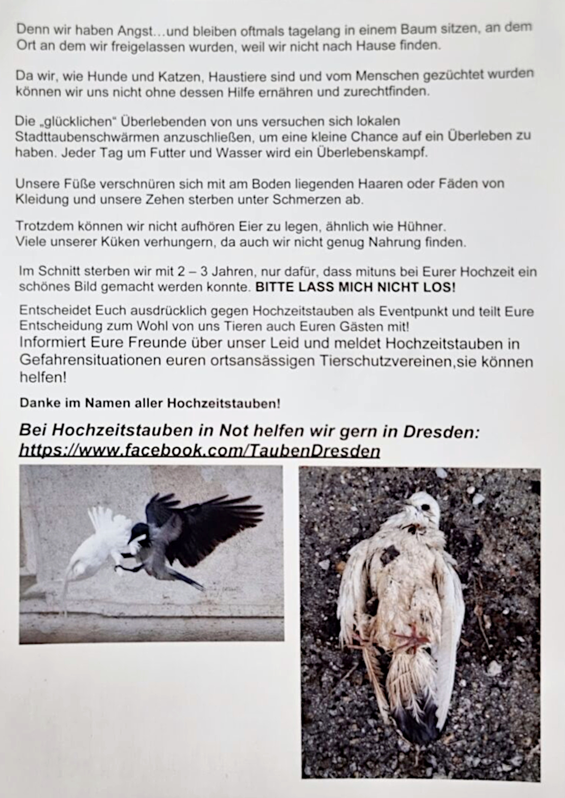 Infoblatt zu Hochzeitstauben mit Text und zwei Fotos: eine weiße Taube wird von einem Greifvogel angegriffen, eine weiße Taube liegt tot am Boden