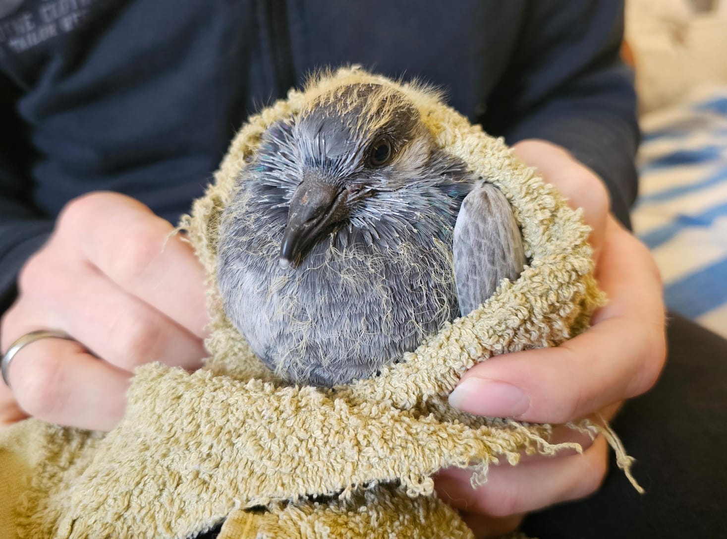 Eine junge Taube, in ein Handtuch gewickelt, wird in den Händen gehalten.