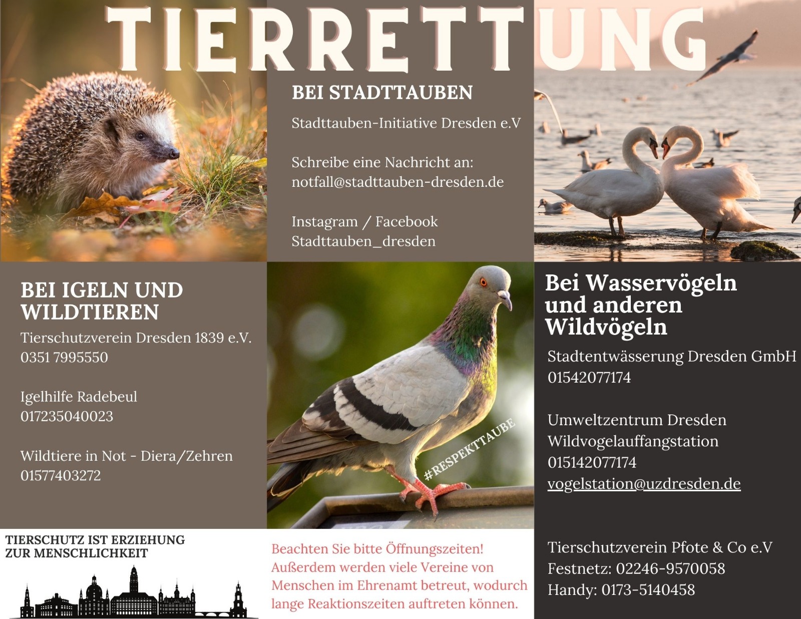 Faltblatt Tierrettung, Seite 1: Ansprechpartner für Stadttauben, Igel und Wildtiere, Wasservögel (Text steht unter dem Bild)