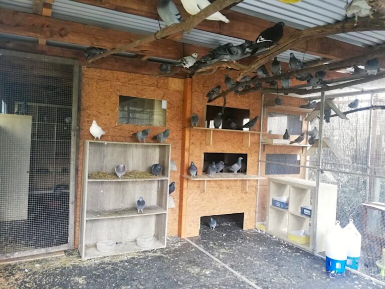 Blick in einen betreuten Taubenschlag: Tauben sitzen auf Balken und in Nistfächern aus Holz.