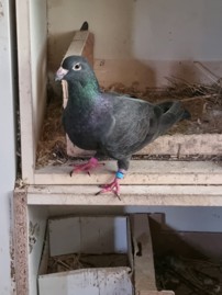Foto der Taube Jonas