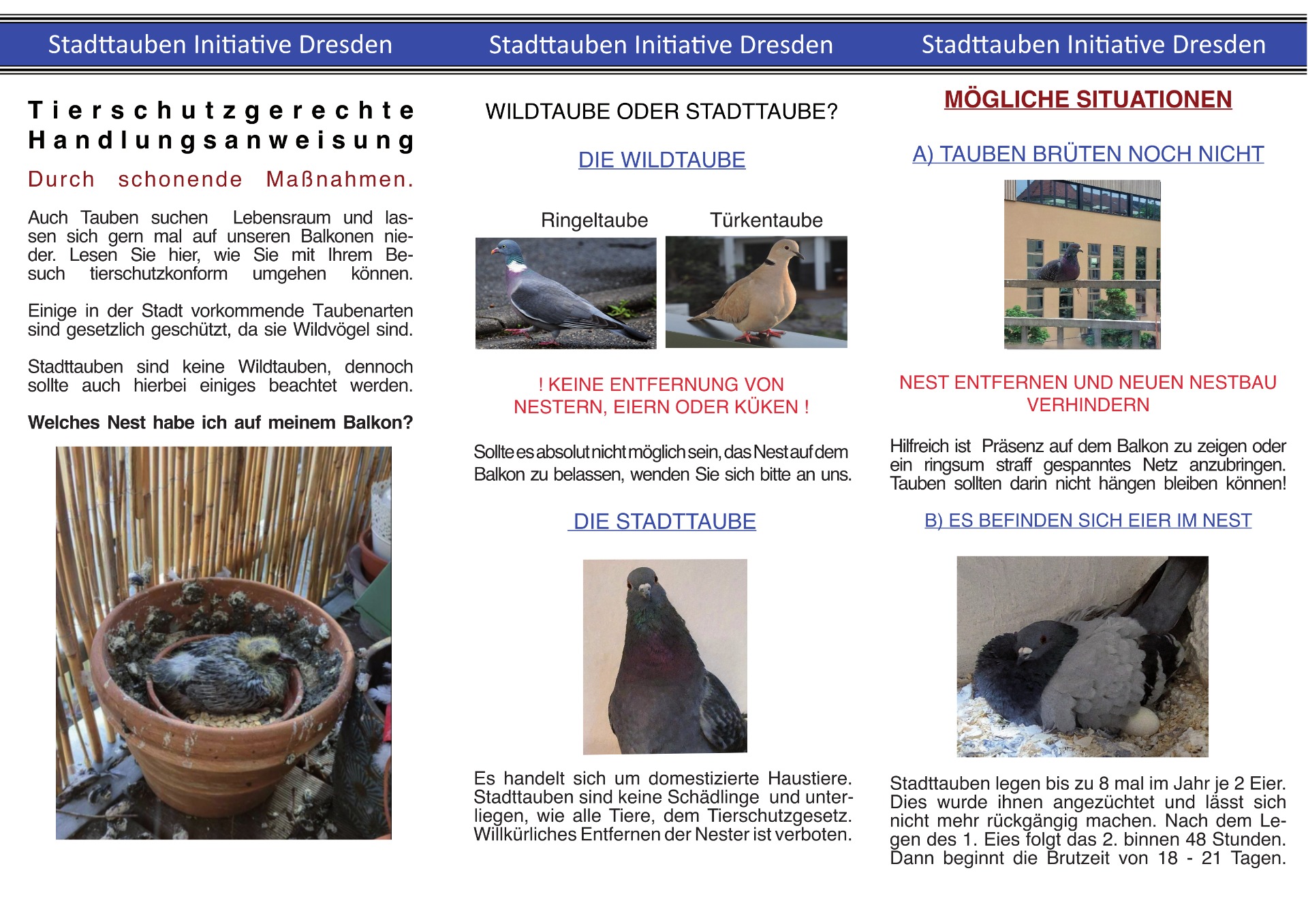 Faltblatt Taubennest auf dem Balkon, Seite 1: tierschutzgerechte Handlungsanweisung (Text steht unter dem Bild)