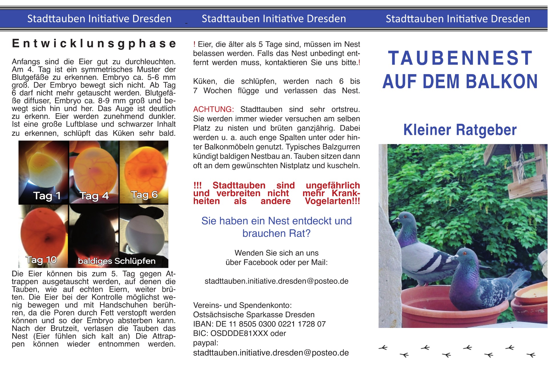 Faltblatt Taubennest auf dem Balkon, Seite 2: Titel Kleiner Ratgeber und Entwicklungsphasen der Küken (Text steht unter dem Bild)