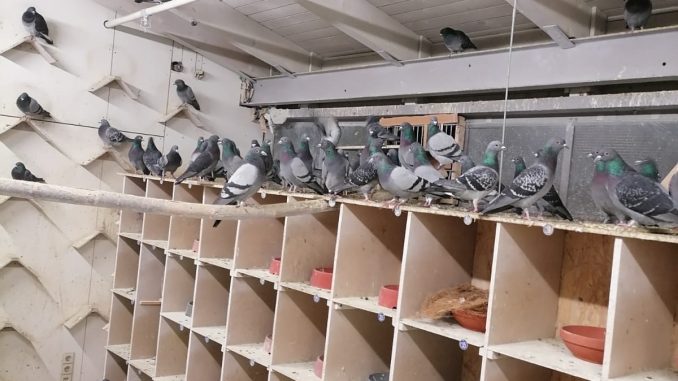 Vorschaubild zum Bericht: DaWo, Umgang mit Stadttauben: Heute hilft "Eierklau"