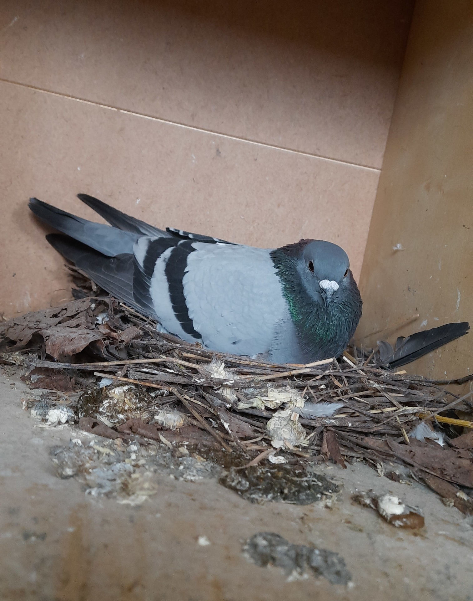 Taube sitzt auf ihrem Nest in einer Mauerecke