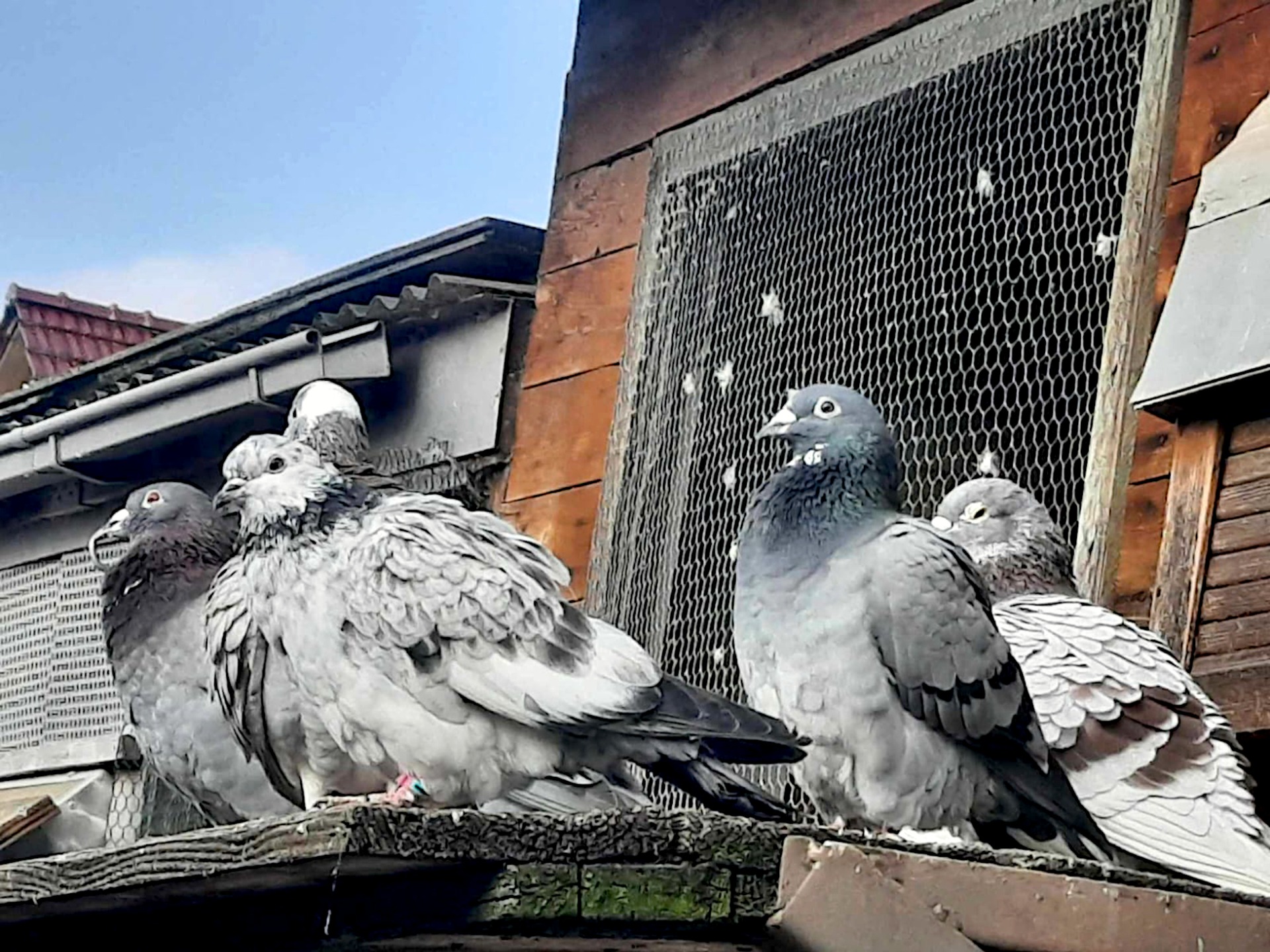 Vorschaubild zum Bericht: Sächsische SZ, Stadttauben in Sachsen in Not - Vereine kümmern sich um die Tiere