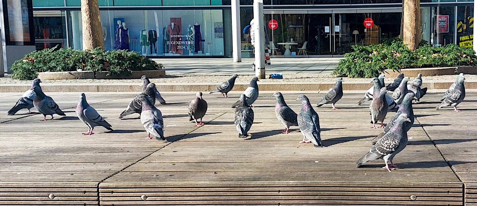 Schwarm Stadttauben auf einem Platz vor Geschäften