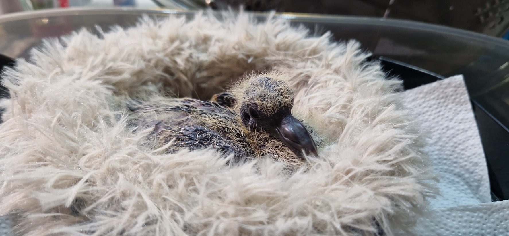 Junge Taube liegt in einem flauschigen Nest