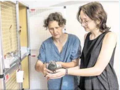 Vorschaubild zum Bericht: Morgenpost, Müde Brieftauben machen Tierschützern zu schaffen