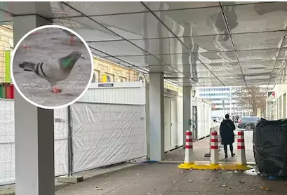Vorschaubild zum Bericht: Sächsische SZ, Tauben am Dresdner Augustusmarkt eingesperrt: Vonovia verschließt Zwischendach