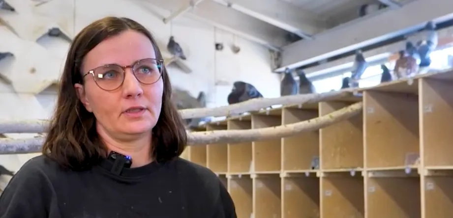 Vorschaubild zum Bericht: Sachsen Fernsehen, Stadttauben in Dresden - Leid zwischen Dreck & Vorurteilen