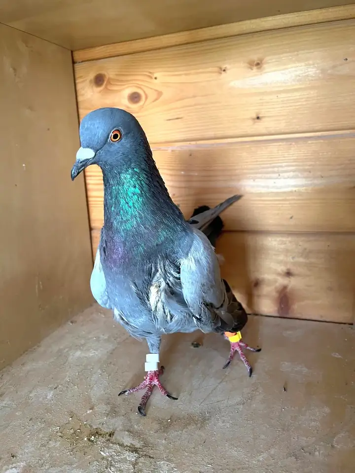 Foto der Taube Ringo