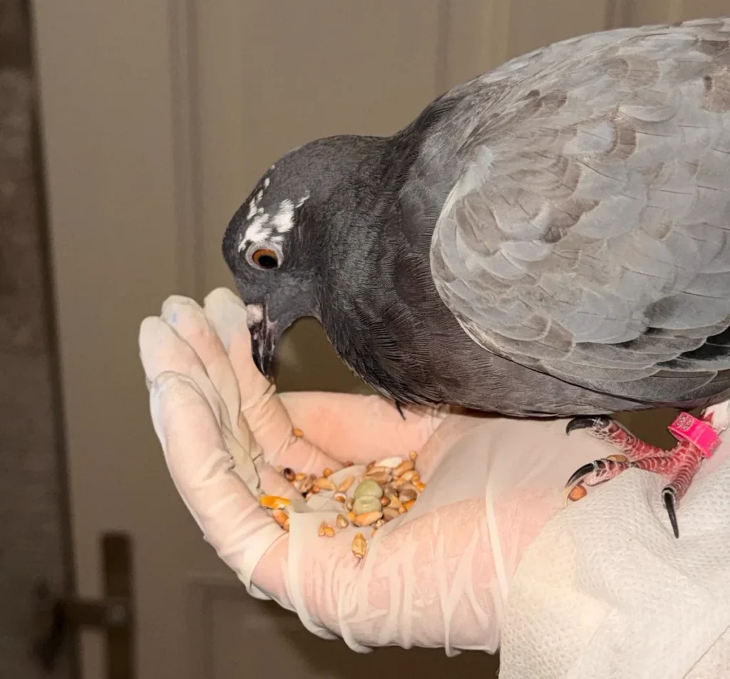 Taube frisst Körner aus einer Hand im Handschuh