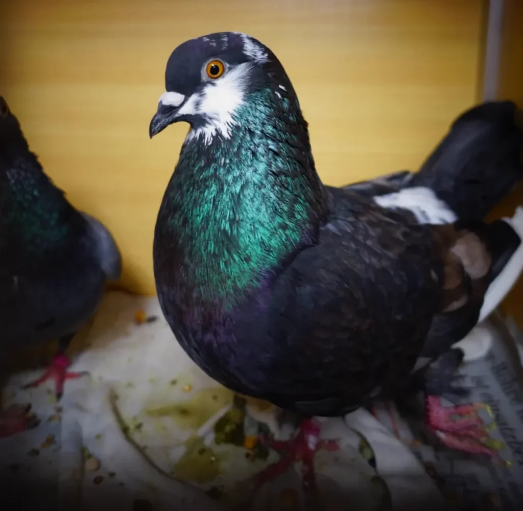 Dunkle Taube mit grün schillerndem Hals sitzt in einer gelb ausgeleuchteten Box